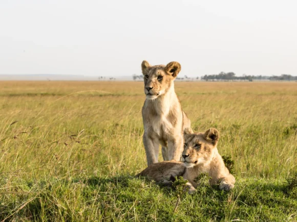 The Best National Parks and Reserves in Tanzania