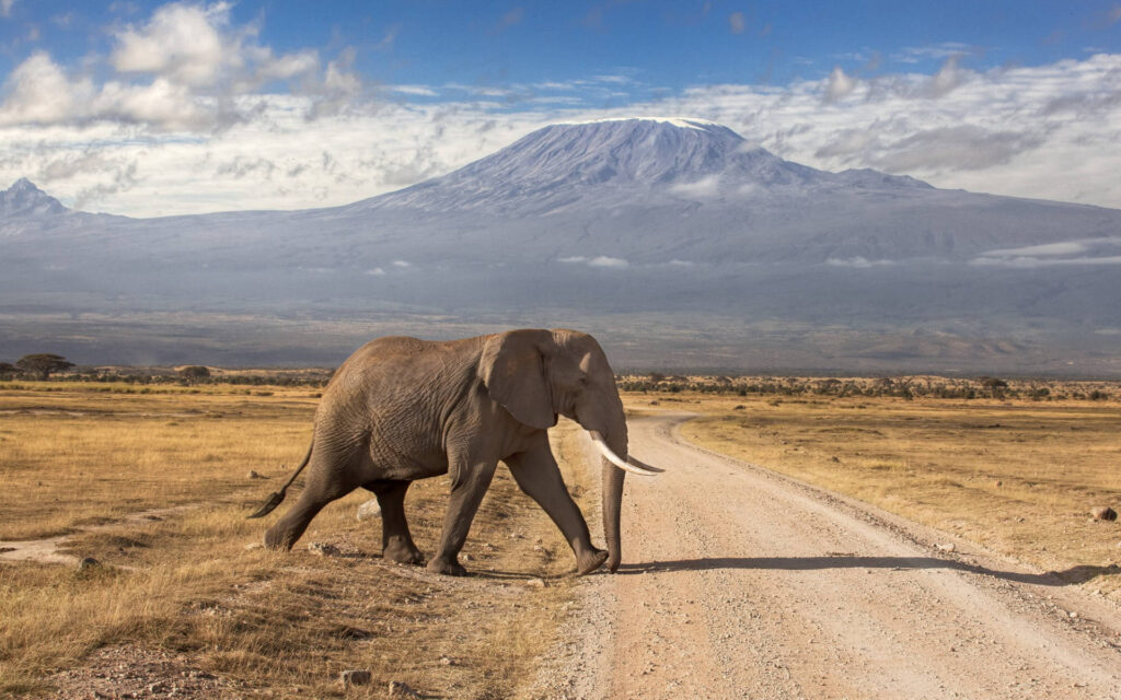 Wildlife in Tanzania: What Animals Will You See on Safari?