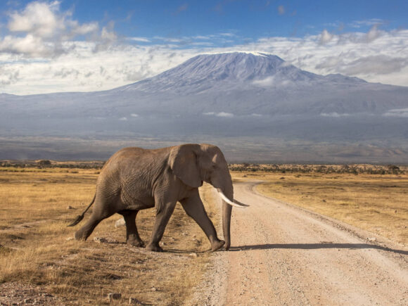 Wildlife in Tanzania: What Animals Will You See on Safari?