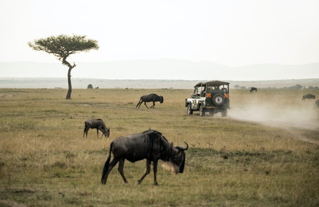 Top Tanzanian Safari Conservancies