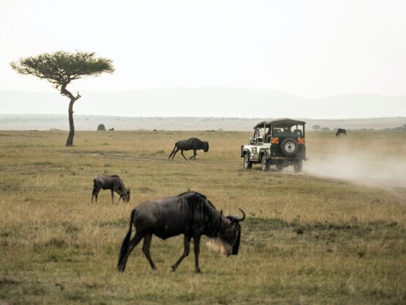 Top Tanzanian Safari Conservancies