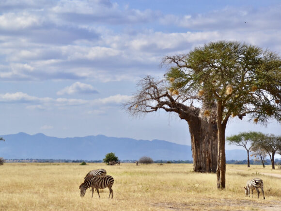 Trips With a Purpose: Our Top 10 Picks for Tanzania