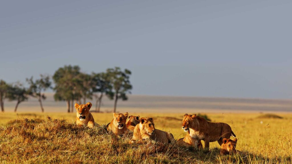 Why a Tanzania Safari Should Be On Your Bucket List