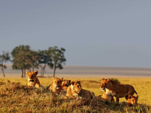 Why a Tanzania Safari Should Be On Your Bucket List