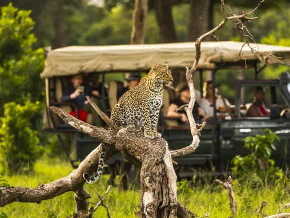 10 Best Tanzania Safari Trips & Tours with I Artist Adventure