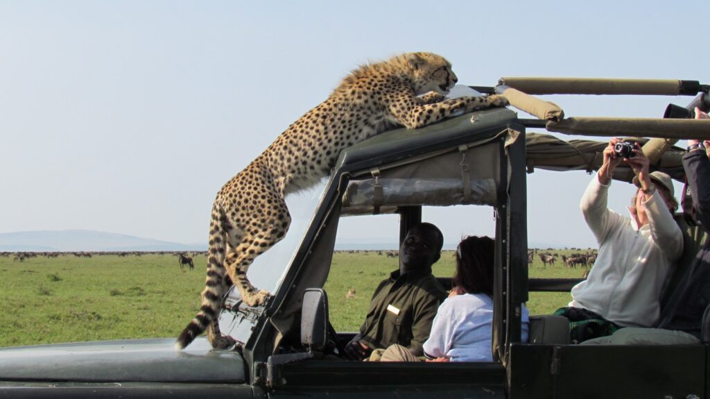 Wildlife in Tanzania: What Animals Will You See on Safari?