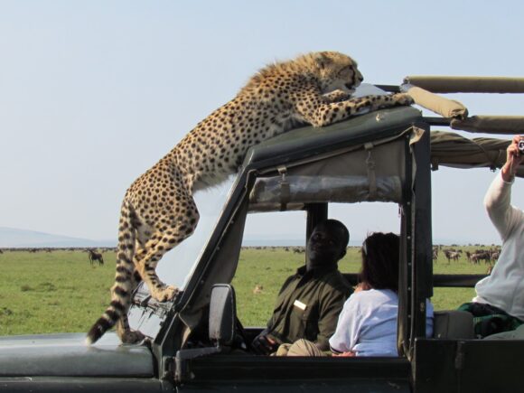 Wildlife in Tanzania: What Animals Will You See on Safari?