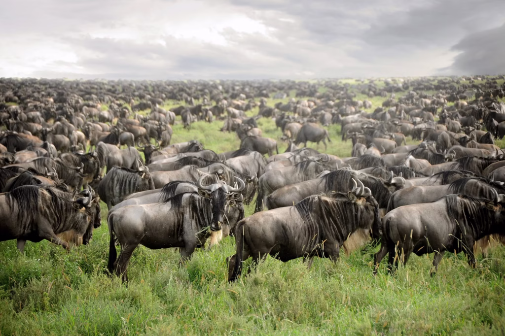 20 Best Places to Stay to See the Wildebeest Migration with I Artist Adventure