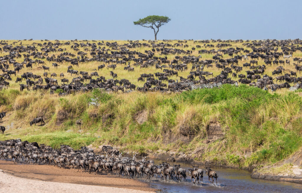 The Great Wildebeest Migration in Kenya & Tanzania