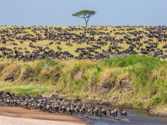 The Great Wildebeest Migration in Kenya & Tanzania