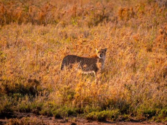10 Things to See and Do in Tanzania’s Serengeti and Beyond