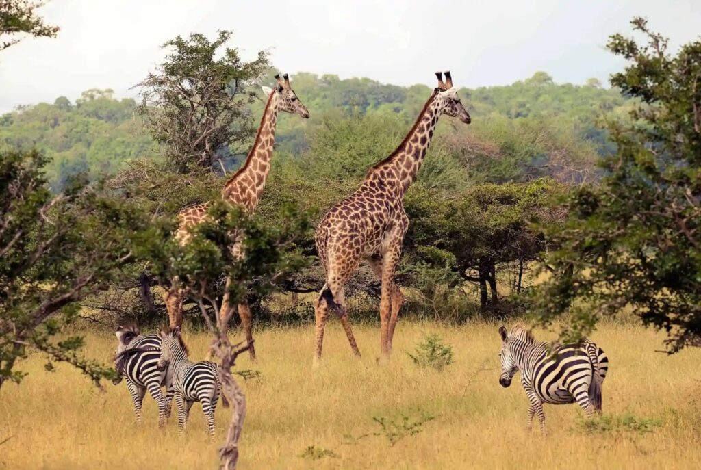 5 Best Private Game Reserves in Tanzania