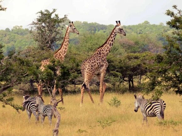 5 Best Private Game Reserves in Tanzania