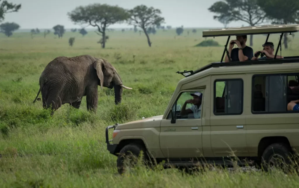 6 Best Things to Do on a Tanzania Safari with I Artist Adventure