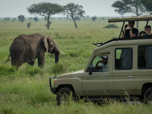 6 Best Things to Do on a Tanzania Safari with I Artist Adventure