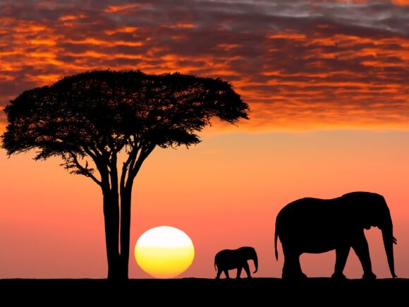 A Guide to Tanzania’s Best Sunset Safari Spots
