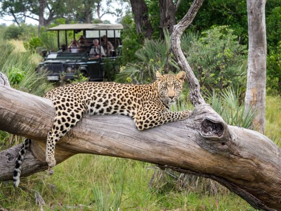 A Low / Green Season Safari Guide