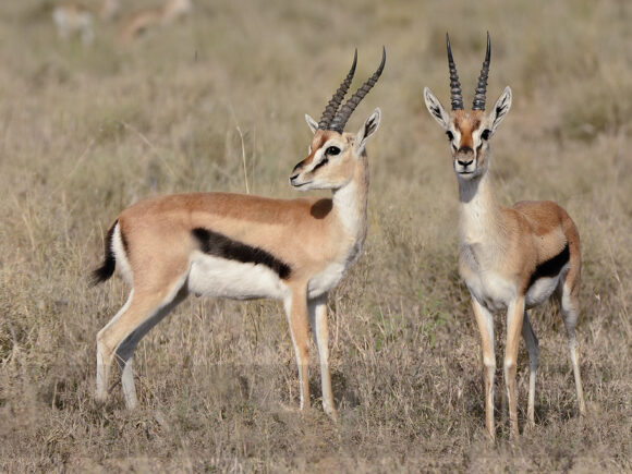 Antelopes Of The Serengeti – Tanzania Safari Guide