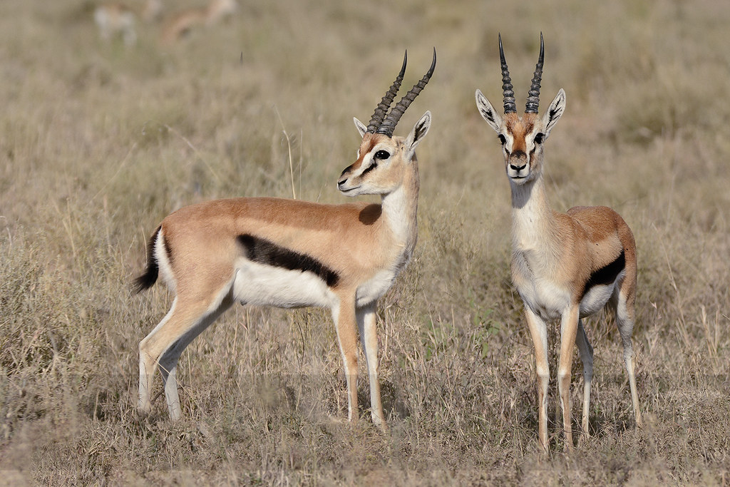 Antelopes Of The Serengeti – Tanzania Safari Guide