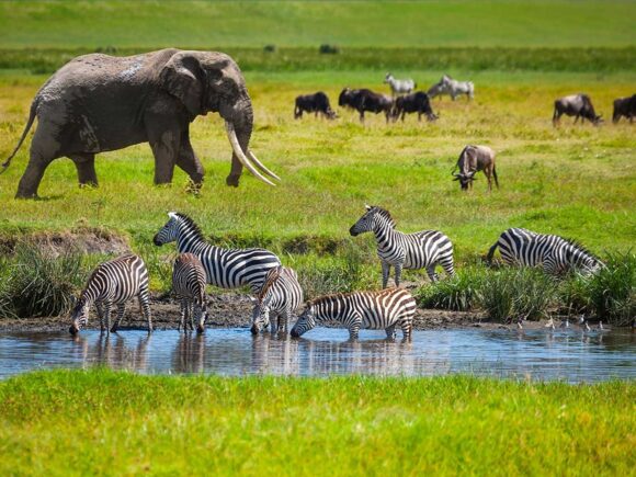 Best Laid Plans: Why an Africa Travel Agent is Best