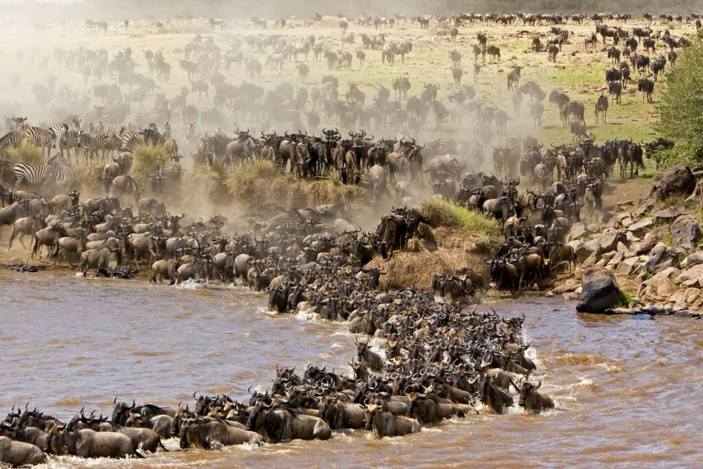Nördliche Serengeti & Die Große Migration