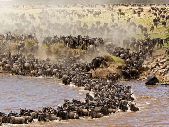 Nördliche Serengeti & Die Große Migration