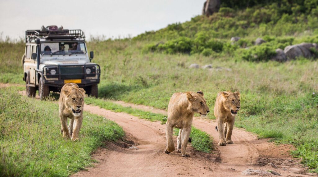 5-Day Small-Group Joining Safari