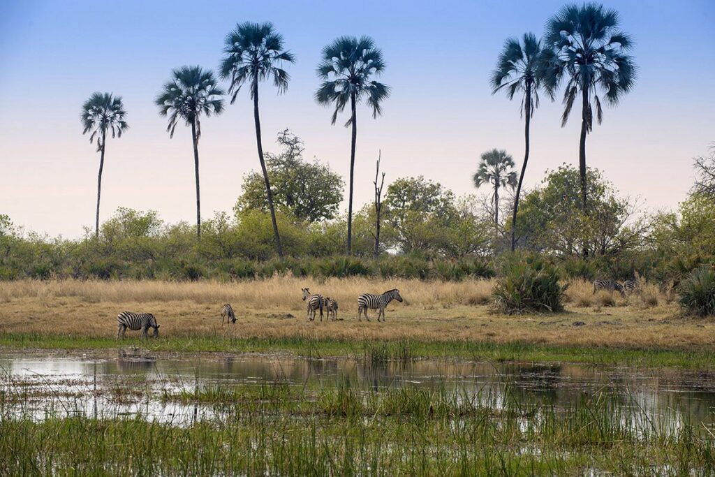 Exploring Tanzania’s Ruaha & Nyerere with I Artist Adventure