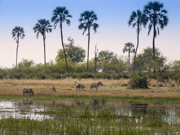 Exploring Tanzania’s Ruaha & Nyerere with I Artist Adventure