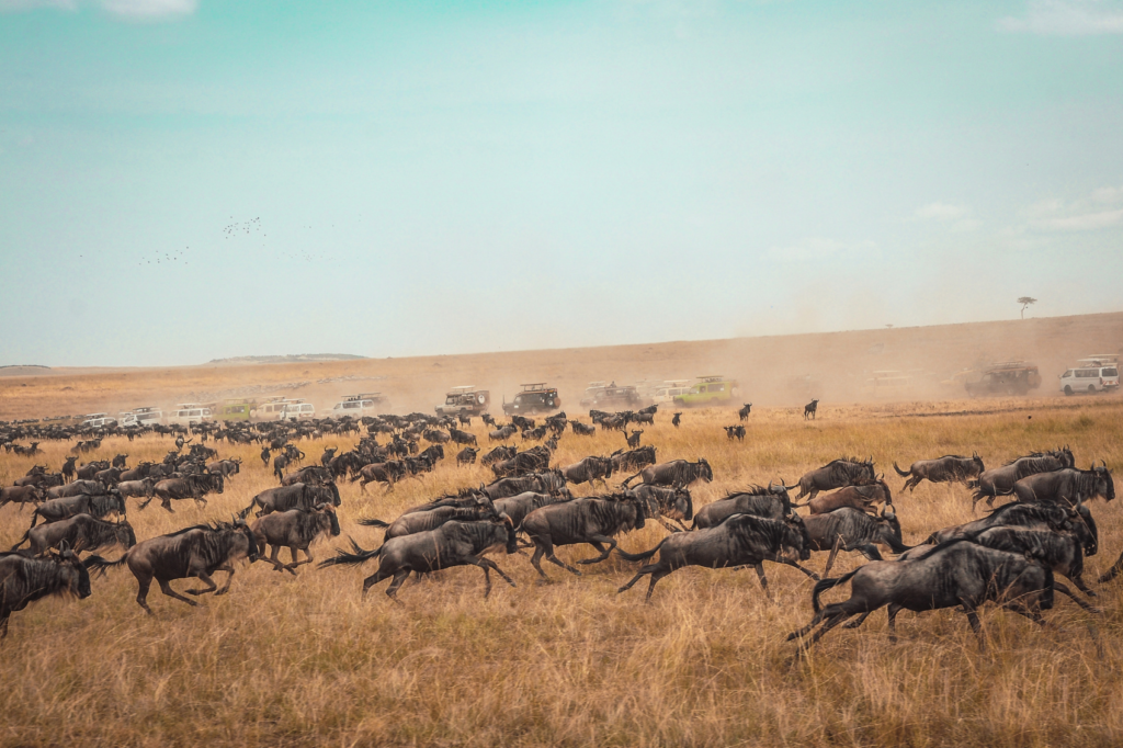 Following The Herds: Must-Know Wildebeest Migration Facts