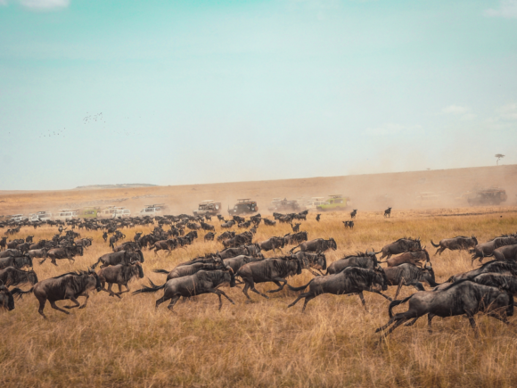 Following The Herds: Must-Know Wildebeest Migration Facts