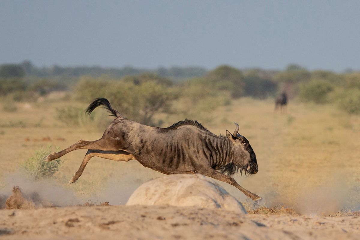 Great Migration Safari