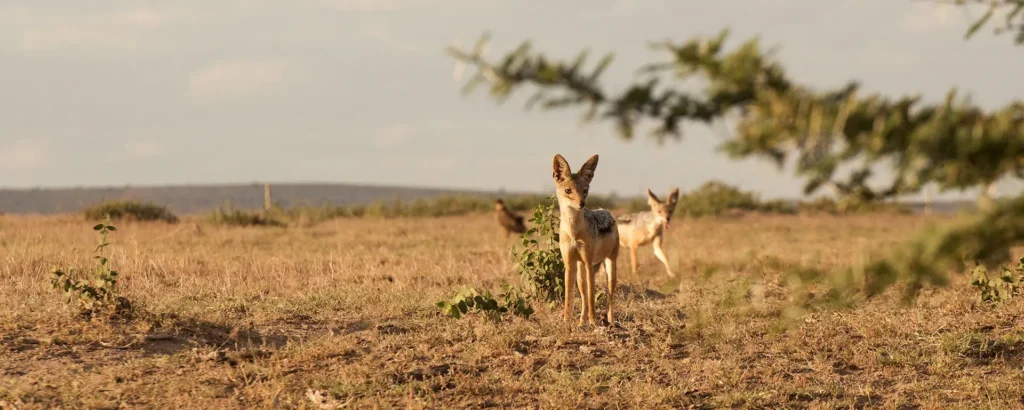 How Jackals Hunt in the Serengeti