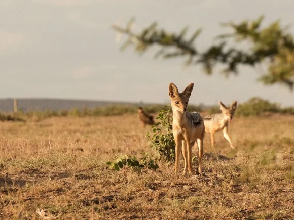 How Jackals Hunt in the Serengeti