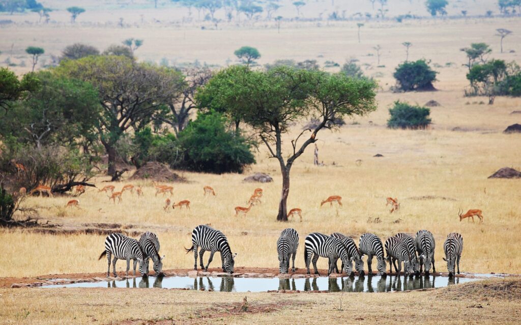 No Rain, No Gain: Why Travel to Tanzania in the Green Season