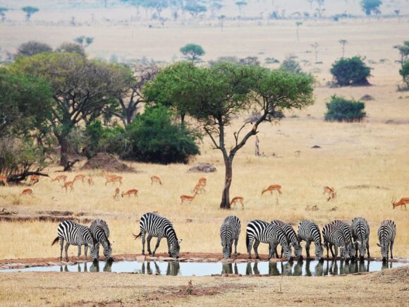 No Rain, No Gain: Why Travel to Tanzania in the Green Season
