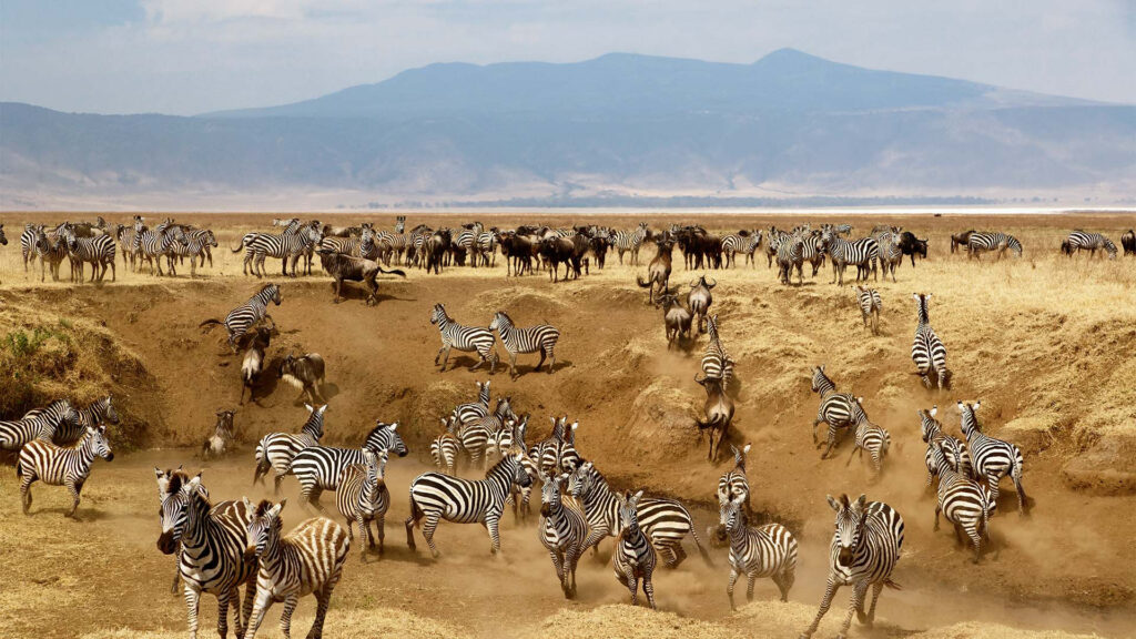 Our Recent Travels: Exploring Tanzania’s Wild Beauty
