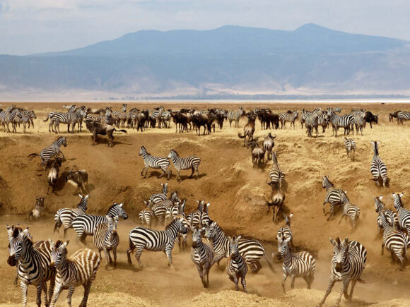 Our Recent Travels: Exploring Tanzania’s Wild Beauty