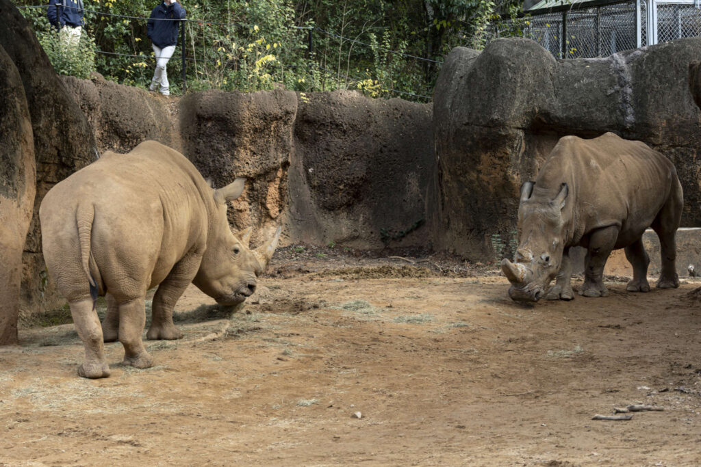Rhino Conservation: Behind the Scenes in Tanzania