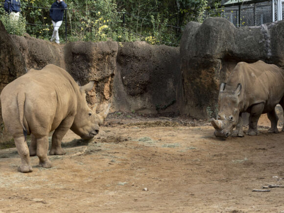Rhino Conservation: Behind the Scenes in Tanzania