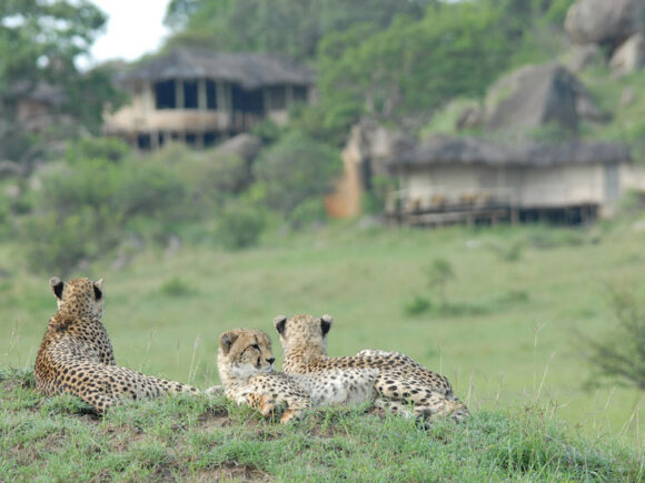 5 Bucket List Animal Encounters for Families with I Artist Adventure