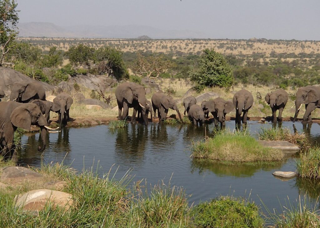 3-Day Central Serengeti Wildlife Adventure