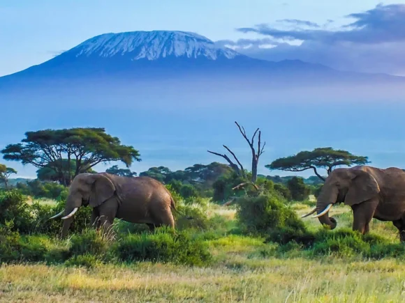 Where to Go in Africa in July with I Artist Adventure