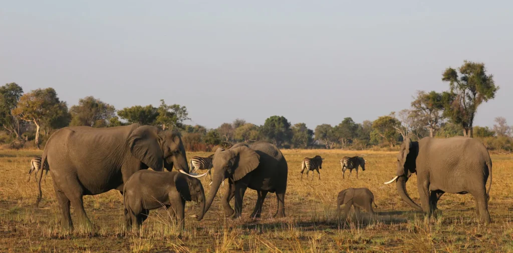 Tanzania: Bush, Plains, and Cultural Wonders