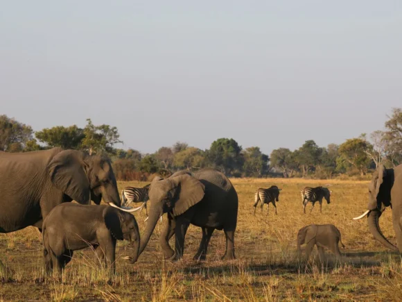 Tanzania: Bush, Plains, and Cultural Wonders