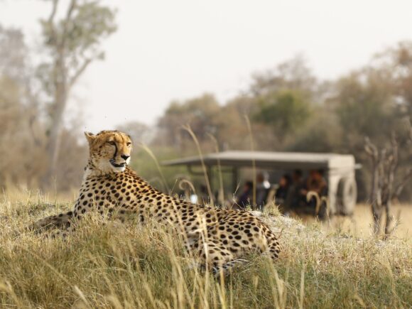 The 10 Silliest Questions Heard on Safari in Tanzania