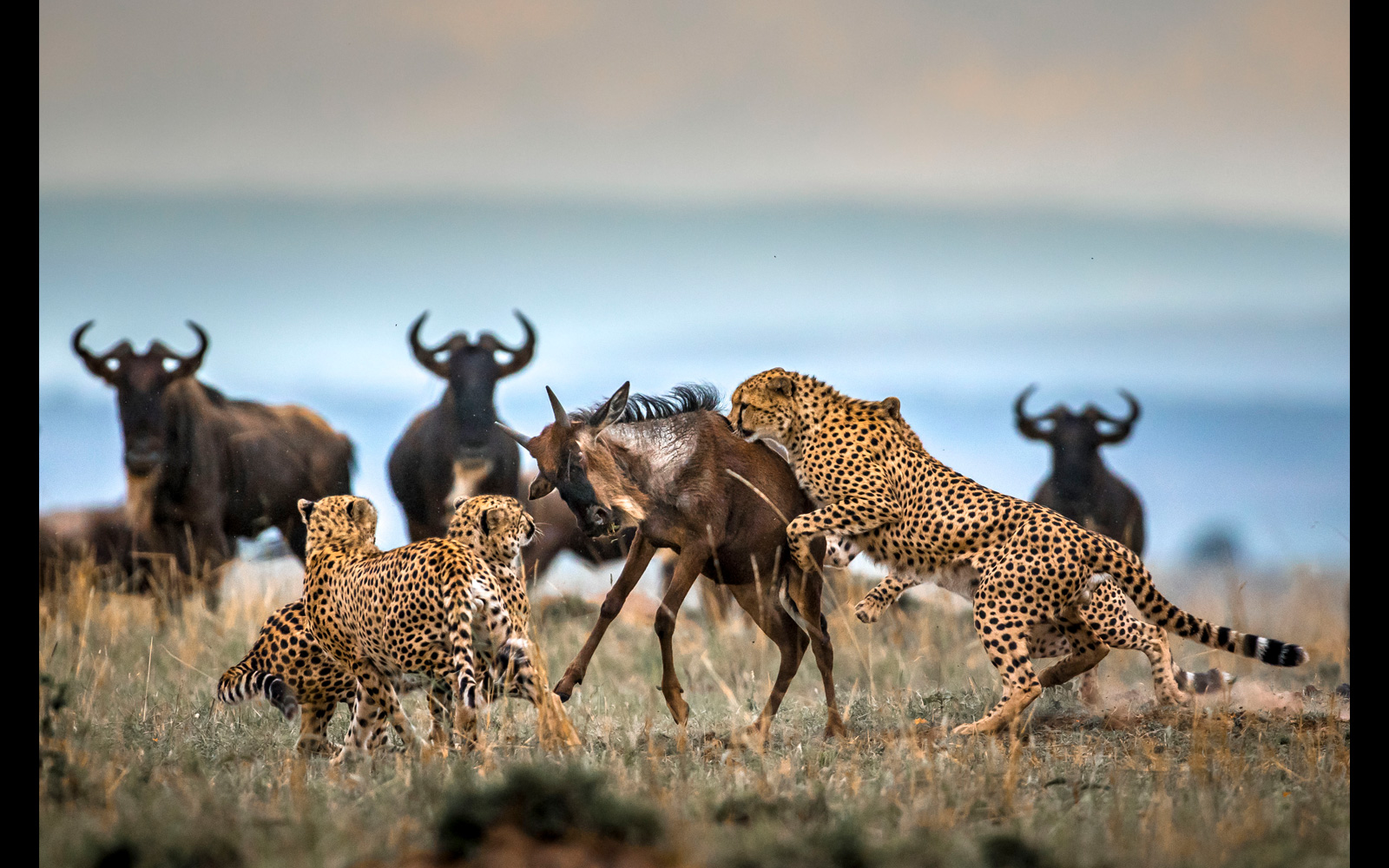 Southern Serengeti Calving Safari