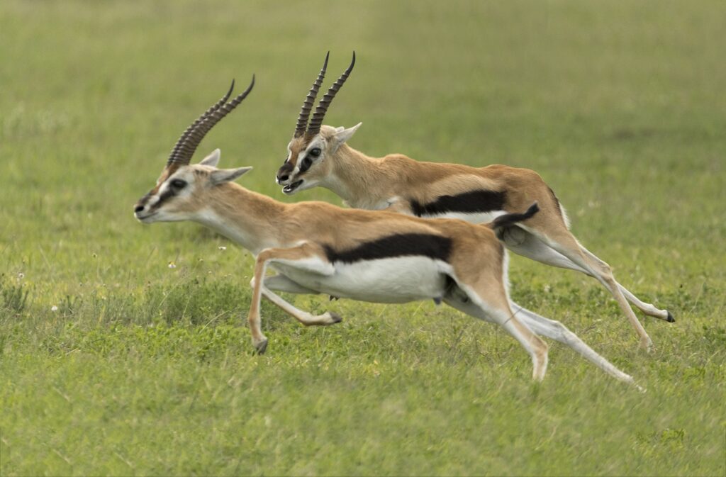 3-Day Ultimate Tanzania Adventure Safari