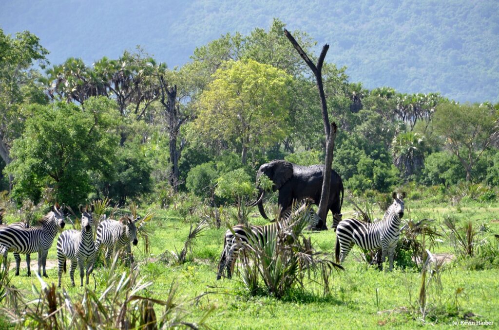 Top 10 Must-See Destinations in Tanzania