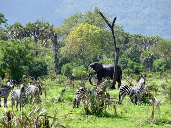Top 10 Must-See Destinations in Tanzania